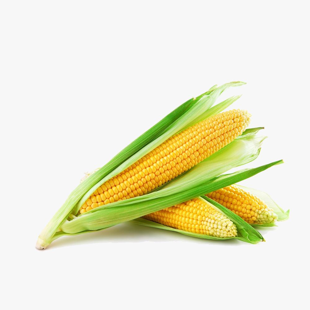 100% Orgamoc Carrot - Image 3