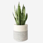Cotton Rope Plant Basket