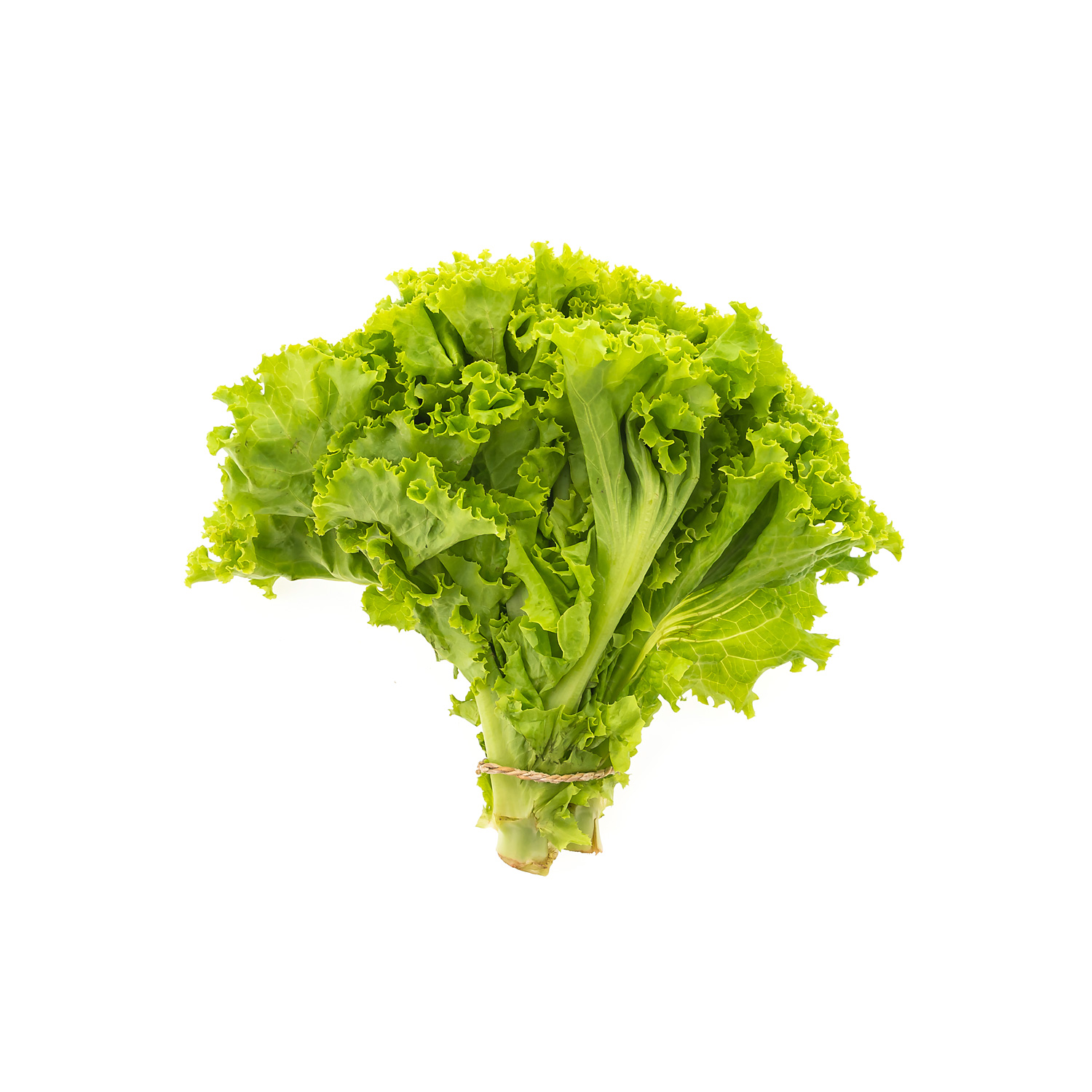 Organic Silk Lettuce